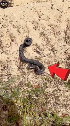 Hognose Snake: The World's Best Actor Snake 🐍😱
