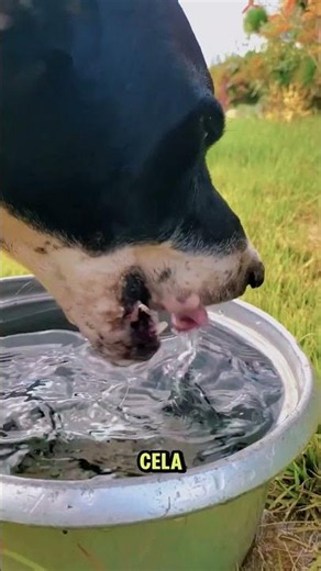 How Cats and Dogs Really Drink Water – You Didn't Know This!