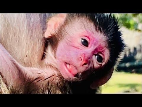 Baby monkeys making you surprised and happy