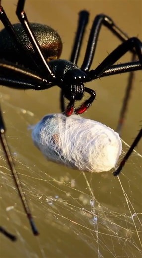 Black Widow Tiny Diva With a Deadly Reputation #animalworld #wildanimals #animals