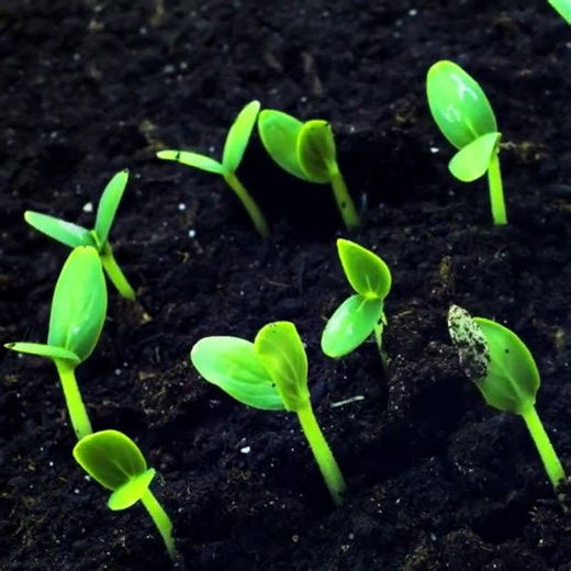 200 Yellow Gerbera Daisy Seeds – Bright Garden Flowers for Pots & Borders – Easy Growing Daisy - Etsy