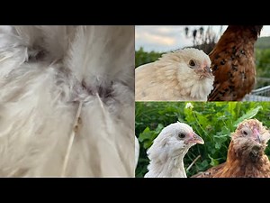 Treating feather lice | Feather lice in chickens #feather lice
