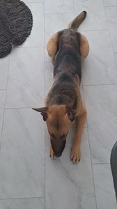 56K views · 1K reactions | Viper, age 1, is such an amazing boy! He...