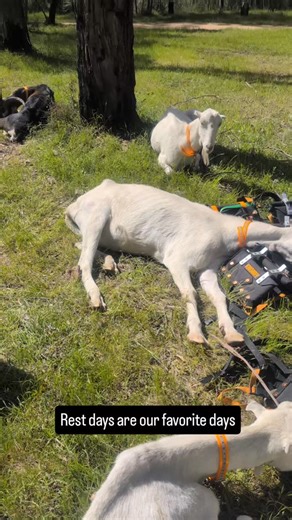 #packsaddling #packgoat #packgoatsaustralia #highcountry #hiking #goats #humffrayriver | Pack Goats Australia