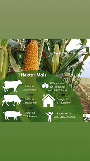 Benefits of Maize for Livestock Fattening