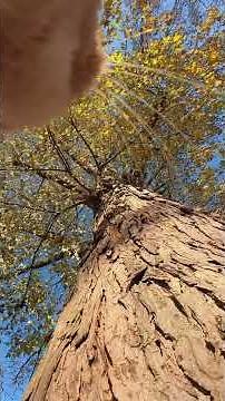 Places to go and people to meet! Cats with cameras show you their world 📸🐈🔥🌶️