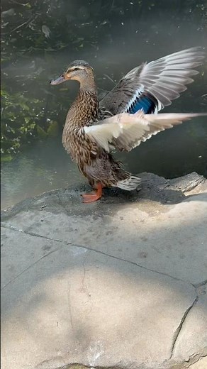 Mallard… enjoying a peaceful moment of feather care. 🦆✨…