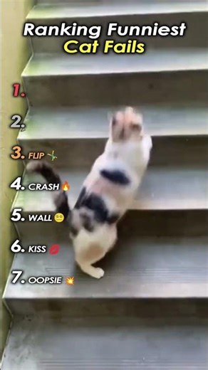 Ranking Funniest Cat Fails 😹 #shorts
