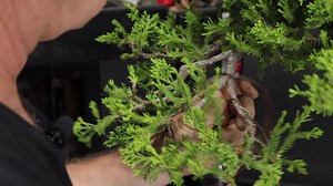 63K views · 3.9K reactions | Procumbens Styling. To view more videos like these subscribe to Terry Erasmus on Youtube for new videos every two weeks. https://www.youtube.com/@TerryErasmusbonsai | Bonsai Tree | Facebook