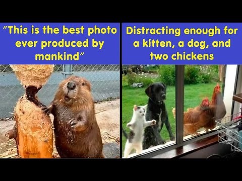 2025 Was Wild 🐾😂 Animals Accidentally Created The Funniest Memes Ever