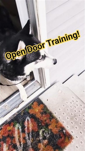 Dog Trainingz | Doorway Impulse Control (Open Door Training)