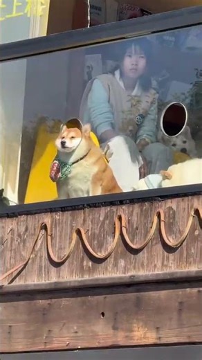 This Shiba Inu Has Major 'I Hate Mondays' Energy || ViralHog