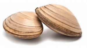How Do Clams Have Sex_
