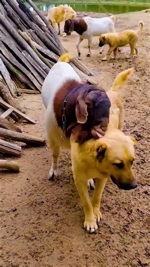 Why Goats Sniff Each Other 🐐🌿