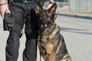The Violent, Racist History of K-9 Units