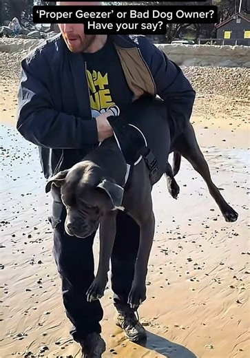 Dog Trainer Reviews Popular Dog Training Techniques