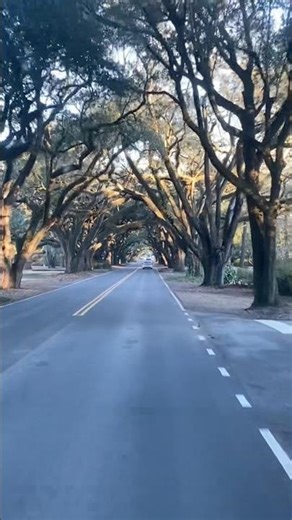 150 year old Oak Tree Tunnel | Boundary St. Aiken South Carolina #history #nature #adventure