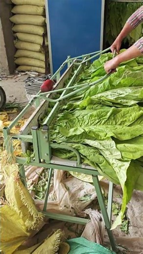 Dehydrating Veggie Leaves: The Secret to Dried Veggie Magic