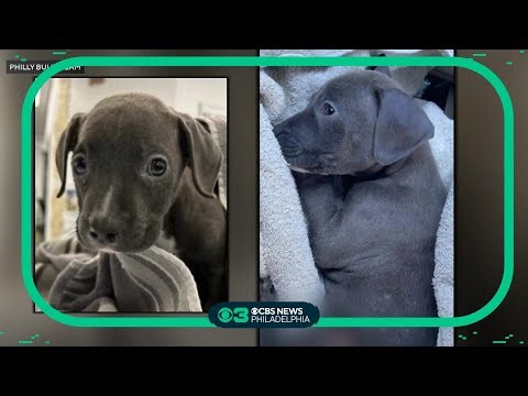 8-week-old puppy recovering after severely burned