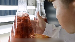 Taiwan Team Finds Algae in Feed Can Cut Methane Emissions From Cows