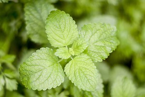 The Best Way to Plant Mint Without It Taking Over the Garden