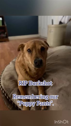 The ranch lost one of our own this week. Your family misses you, Buckshot, as I know many of your “human friends” who came for lessons will too. RIP Buddy. | Wild Horse Diaries