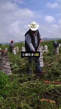 🥕 にんじん栽培3つのコツ！発芽させれば収穫まで簡単