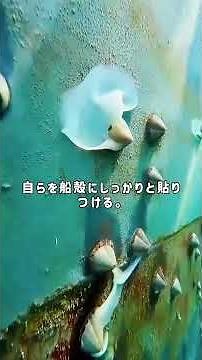 なぜ船が海を航行していると、すぐに船底にフジツボがびっしりと付着してしまうのか？ #科普 #プチ知識