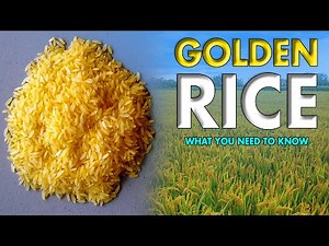 The Golden Rice Farming Revolution: What You Need to Know