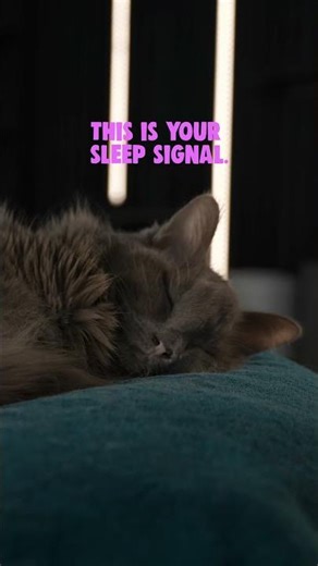 3 HOURS Deep Sleep Companion | Soft Purring Therapy