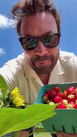 Picking Extra Hot Strawberries: Delicious Farm Fresh Fruit