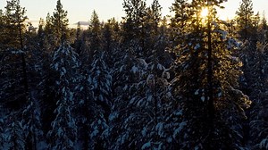 11 reactions | Let's take a moment for our forests    From the tree canopy all the way down to root systems, every part of a forest plays a critical role in maintaining a healthy ecosystem. Throughout the next few months, The Nature Conservancy will be dissecting the Power of Forests, all they do for life on Earth and how we're working to protect and restore these ecosystems across the planet.  | The Colorado Nature Conservancy | Facebook