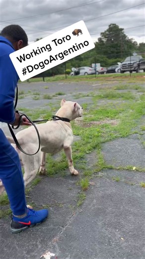 Training a Working Dogo Argentino: Tips and Tricks