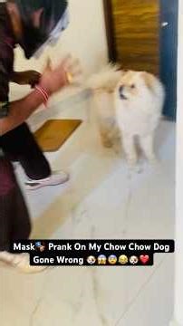 Mask Prank On My Chow Chow Puppy Gone Wrong | Chow Chow Puppy Mask Prank Video | Chow Funny Video