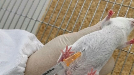 腹腔注射技术总结：1抓稳 2压低 3进针 4回抽 5注射 6旋出 欧啦～～结束