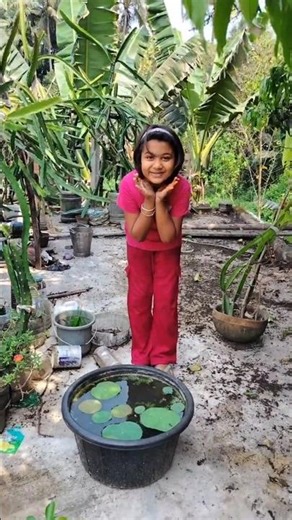 Today 🌷my lotus flower plant😱 surprised me. #lotus #lotusplant #gardening #minivlog #shorts