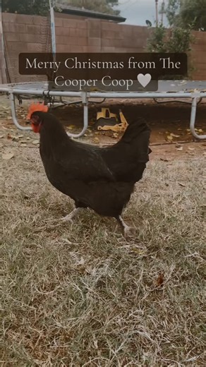Sarah on Instagram: "Merry Christmas! #reels #fyp #chickens #christmas"
