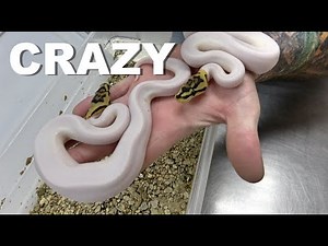 Spider Pied Ball Python Clutch Update Plus More !!
