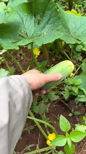 Cucumber Harvesting Techniques in Home Gardens