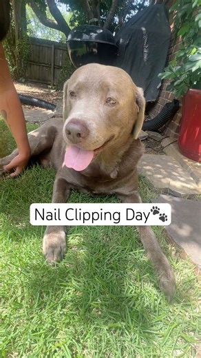 Nail Clipping Day! 🐾