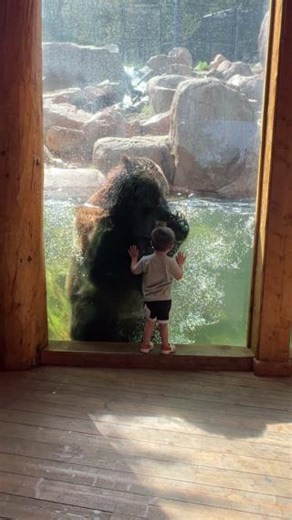 Digger didn’t choose the pool life, the pool life chose Digger. | Cheyenne Mountain Zoo