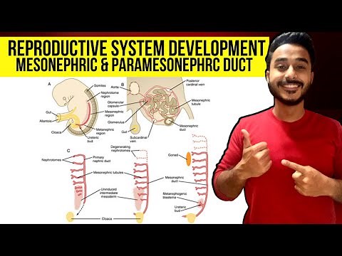 development of reproductive system embryology | mesonephric and paramesonephric duct derivatives