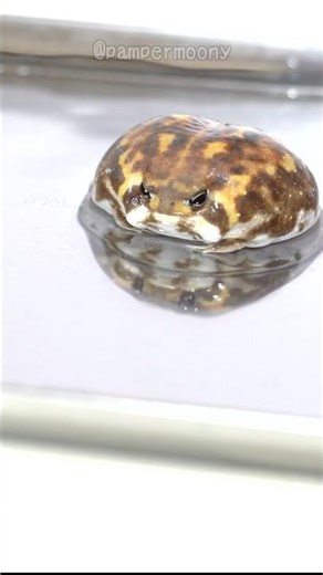 Rain frog girl who loves baths #rainfrog #frog #commonrainfrog #shorts