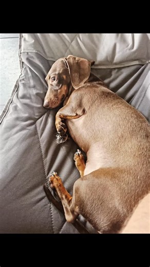 Rest time at the daycare. @sassypawsdaycare . . . #doggydaycare #sassypawsdaycare #goldcoast #dogsleeping #DogLovers #doggyplaytime #dogfriends | Michael Karanikis