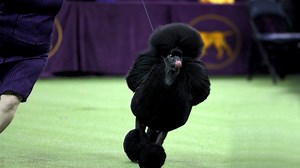 115K views · 1.8K reactions | Siba the standard poodle takes home best in show at Westminster. MORE: https://nbcnews.to/2SEDtdl | NBC Nightly News with Tom Llamas | Facebook