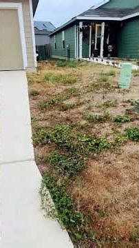 LawnPro Cut Front And Back Lawn (before) #lawnservice #lawncare #lawnmaintenance