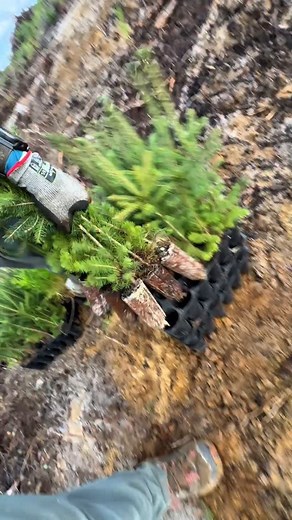 FAQ #26: How do you get paid to do this? Do you work for a company? Answer : I’ve mostly worked for tree planting companies. The company gets contract from the government every year and we go plant them during the season ! In Canada, every trees that are being cut have to be planted back, that’s why it’s a job here. Although I’m currently working on exciting projects, where I’ll be planting trees around the world. Those trees won’t be related to forestry and will have a better environmental impa