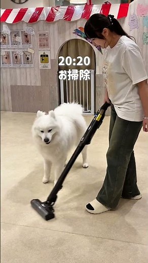 サモエドカフェmoffu閉店後の日常