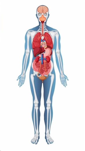 Human Body Anatomy Explained | Internal Organs & Skeleton System🧠| brain Power Academy#humananatomy
