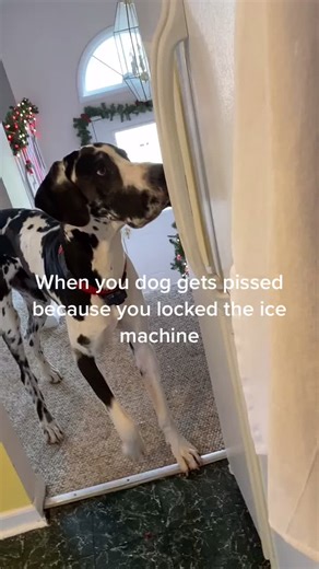 Great Dane Puppies: Cute and Comical Moments
